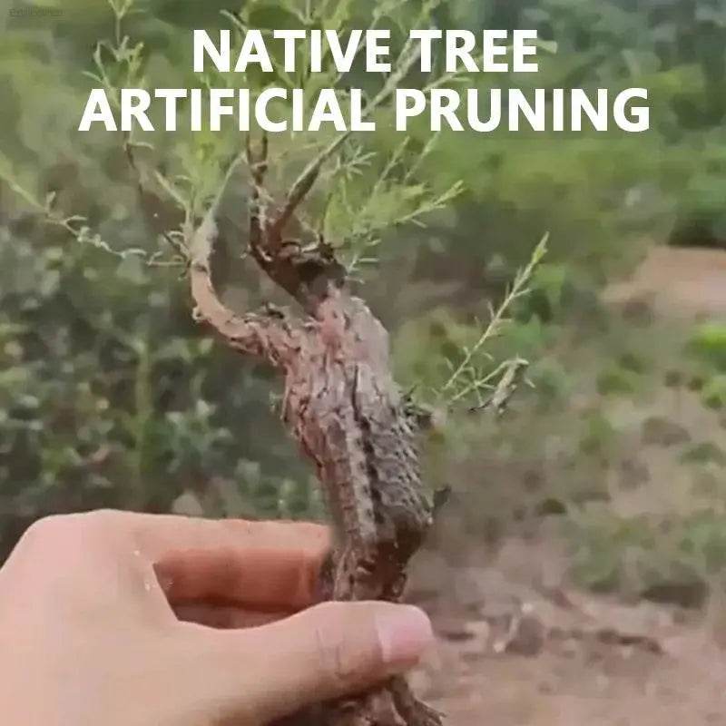 Spider Amphibian Terrarium Natural Driftwood Decor for Tanks - Estalios