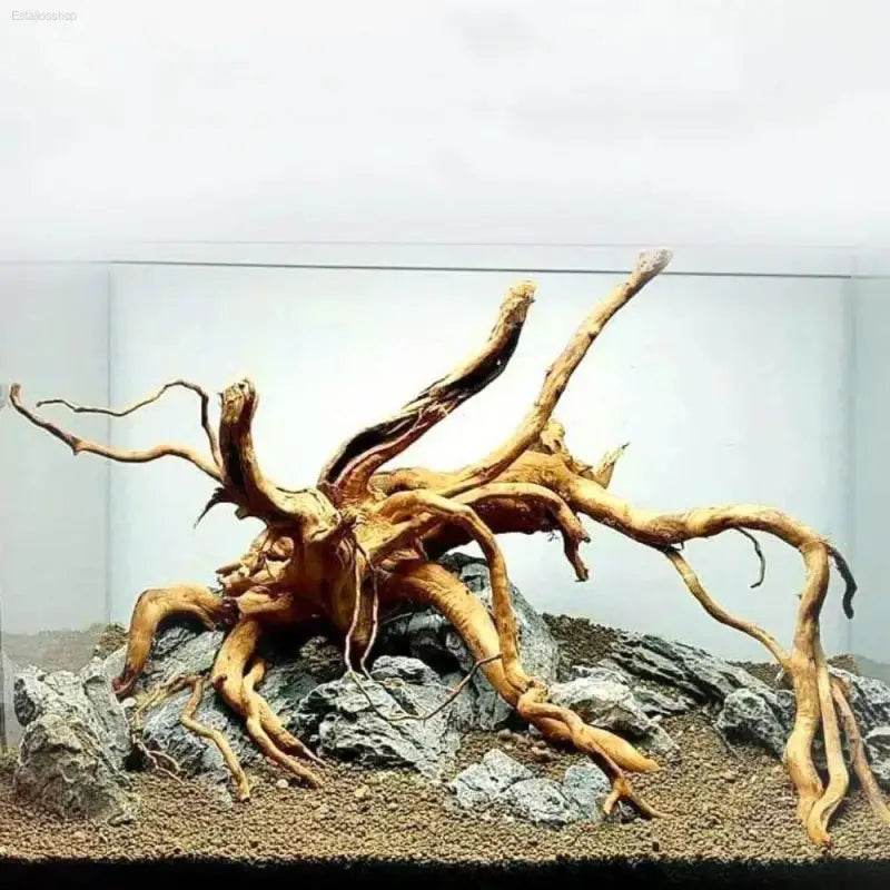 Spider Amphibian Terrarium Natural Driftwood Decor for Tanks - Estalios