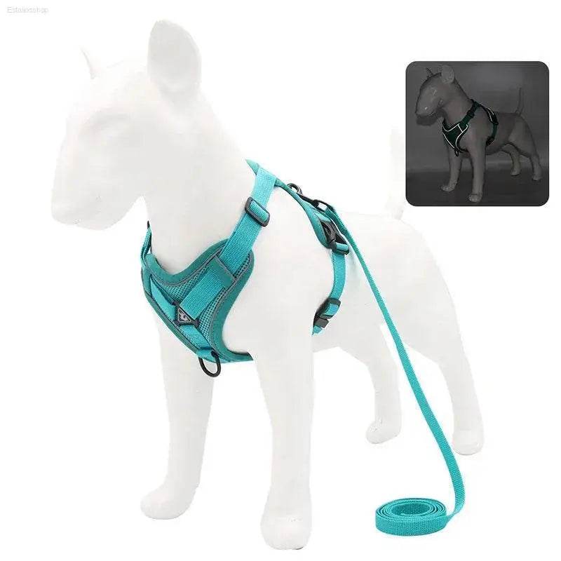 Turquoise dog harness and leash.