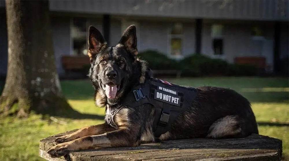 Unleash your Dog: Tan Tactical Dog Harness with Perfect Chest Girth! **product Description** Gear Up your Furry Friend with the Ultimate Tan Tactical - Estalios