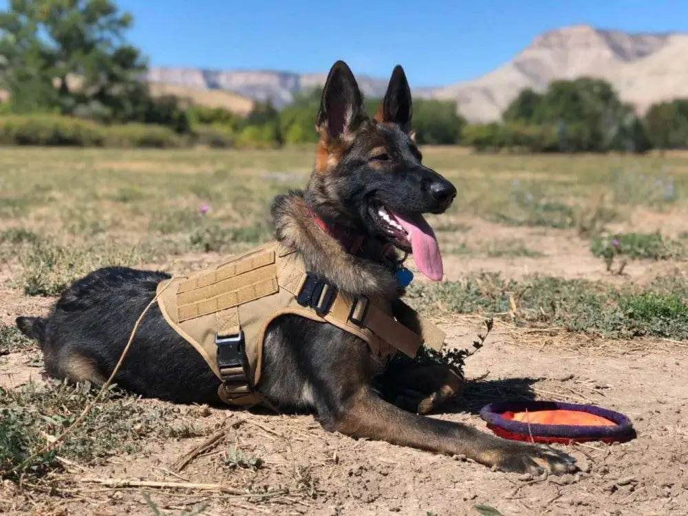 Unleash your Dog: Tan Tactical Dog Harness with Perfect Chest Girth! **product Description** Gear Up your Furry Friend with the Ultimate Tan Tactical - Estalios